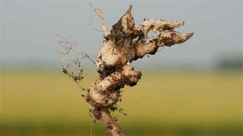 Clubroot Disease Canola Encyclopedia