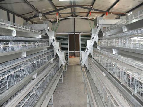 A Type Chicken Cages System