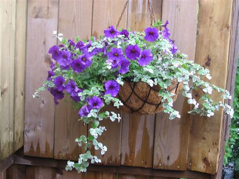 Unbelievable Wave Petunia Baskets Low Sun Hanging Plants