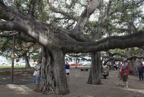 Hawaii Wildfire Imported From India This Year Old Banyan Tree