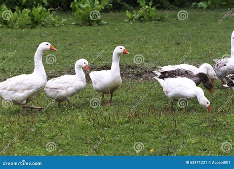 Grupo De Gansos Nacionales Blancos En La Granja Avícola Imagen de