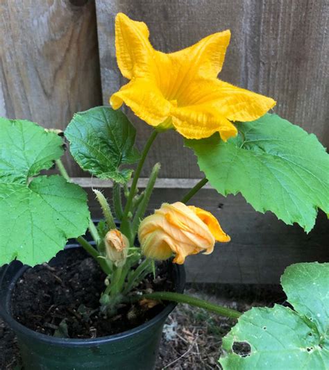 Come Coltivare La Zucca In Vaso Tecniche E Consigli Pianeta Di Riserva