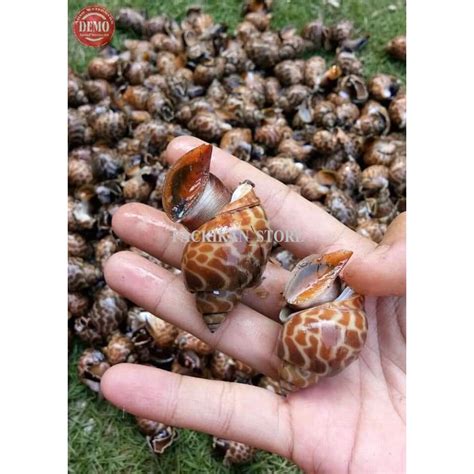 Jual Keong Macan Segar Per 1000gram SEGAR Dan BERGARANSI Shopee Indonesia