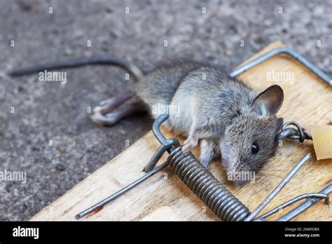 Ratón Muerto En Una Mousetrap Caza De Ratones El Ratón Es Un Pequeño