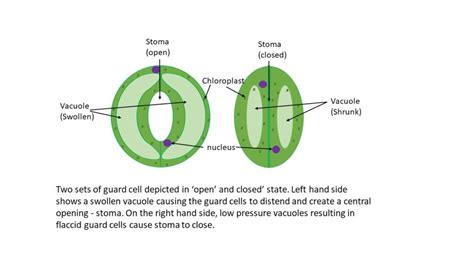 Open And Closed Stomata Diagram