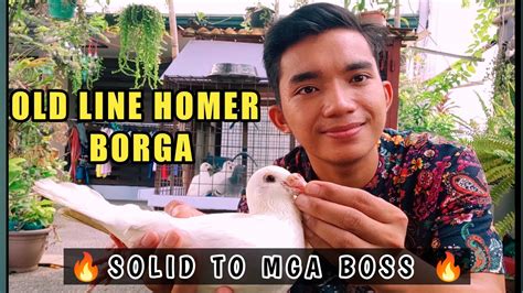 White Homer Mga Borga Na Kalapati Napaka Solid Mga Boss Youtube