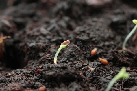 Germinazione Dei Semi Della Fragola Immagine Stock Immagine Di