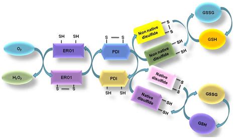 Ijms Free Full Text An Involvement Of Oxidative Stress In