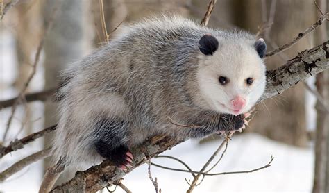 Virginia opossum facts, distribution & population | BioDB