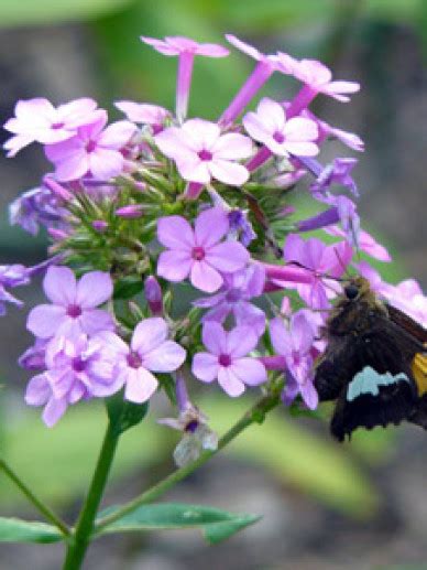 Phlox Paniculata Jeana Jeanna Vlambloem Floks De Tuinen Van