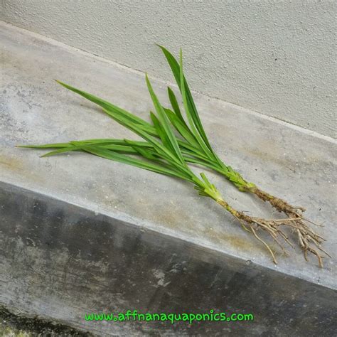 Affnans Aquaponics Pandan Revisited