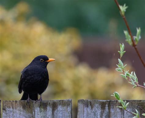 Male Uk Blackbird Free Photo On Pixabay Pixabay