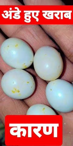 Budgies Egg Problem Budgies Parrot Egg Problem Budgie Infertile Eggs