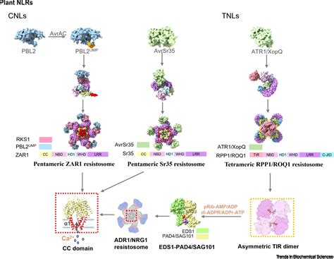 Nlr Signaling In Plants From Resistosomes To Second Messengers Trends