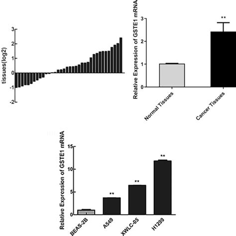 Expression Of Gtse1 And Non‐small‐cell Lung Cancer Nsclc Cells A