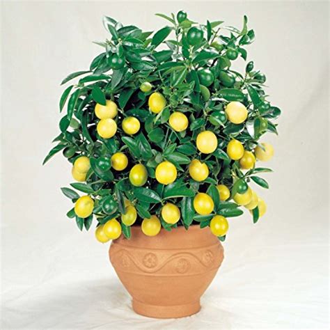 Bonsai Lemon Tree Seeds, Fruit Seeds, 20pcs/pack – UrbanGardenSeed