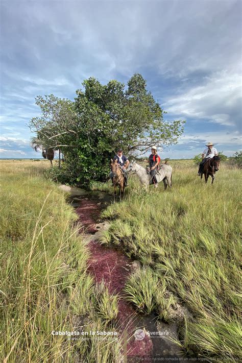 Cabalgata En La Sabana Caño Cristales
