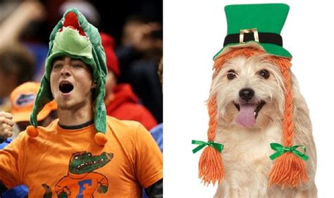 florida-gators-football-meme-gator-fan-looks-like-dog-with-irish-hat – Comics And Memes