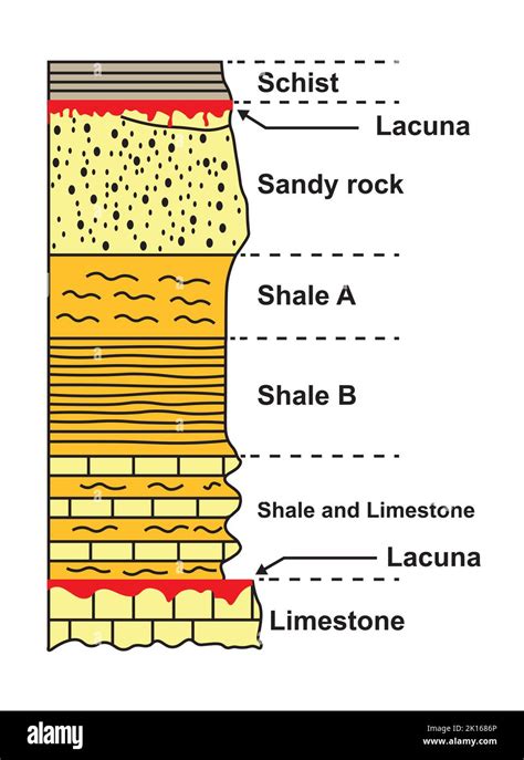 Schéma De Laguna Stratigraphique Colonne Stratigraphique Illustration