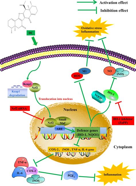 Frontiers Activation Of Nrf2 HO 1 Pathway By Nardochinoid C Inhibits