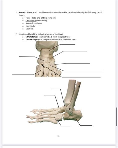 Tarsal Bones Mnemonic PDF: Foot And Ankle Labeled Diagram,, 60% OFF