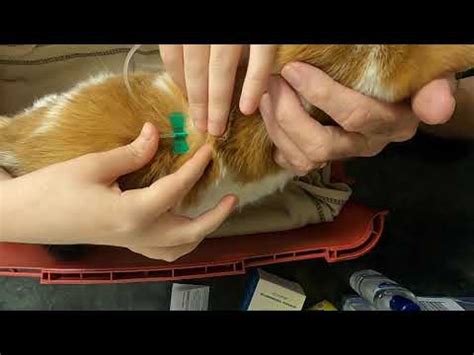 How To Give Your Cat Subcutaneous Fluids Using Syringes Often Quicker