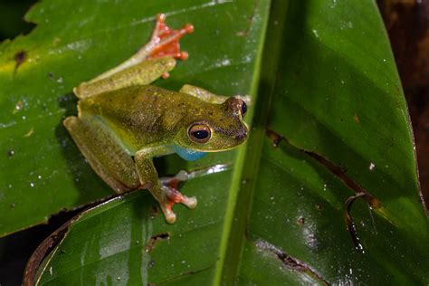 Red Webbed Tree Frog Rhacophorus Rhodopus Canopy Lodge Flickr