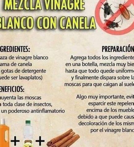 Remedio Casero Para Las Moscas Con Vinagre Ecologia Cotidiana