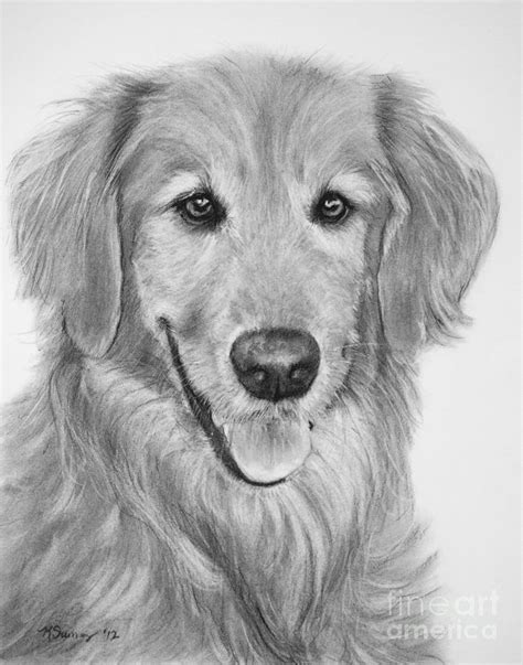 Golden Retriever Sketch Drawing by Kate Sumners