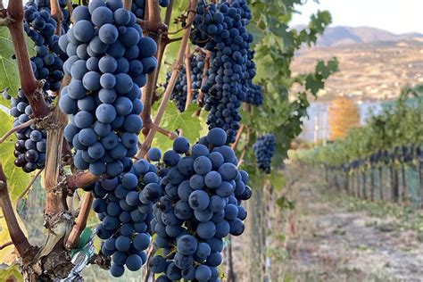 What is Viticulture? [And Why Wine Enthusiasts Should Care]