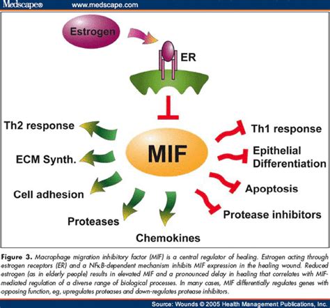 Macrophage Migration Inhibitory Factor Alchetron The Free Social