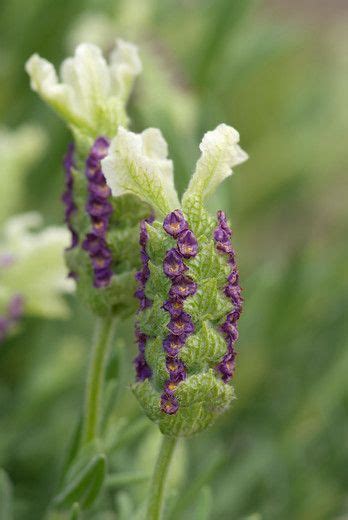 Wist Je Dat Lavendel In Verschillende Kleuren Verkrijgbaar Is Ze Zijn