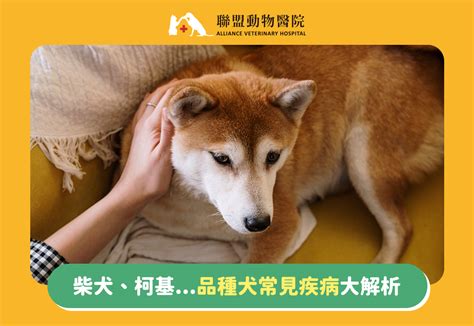 柴犬、柯基品種犬常見疾病大解析 聯盟寵知識 聯盟動物醫院