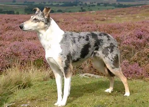 Collie de Pelo Corto el pastor escocés Razas de perros Smylepets