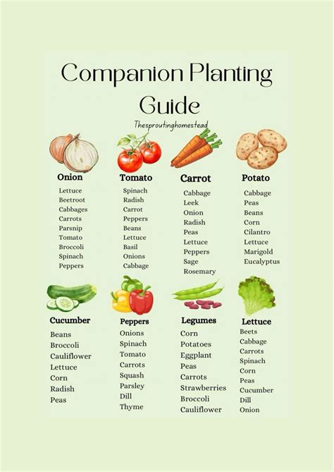 Companion Plant Guide Artofit