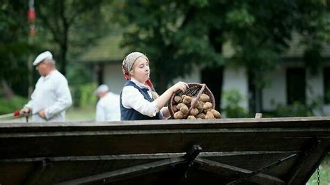 Pyry Grule Czy Kartofle Ju Po Wykopkach W Muzeum Wsi Lubelskiej