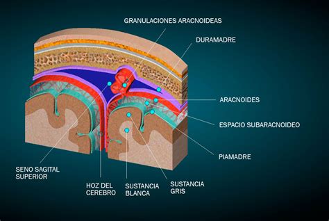 Histología De Las Granulaciones Aracnoideas