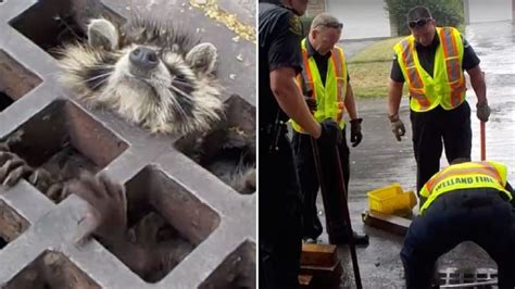 When This Raccoon Was Found Trapped In A Storm Drain Firefighters Were