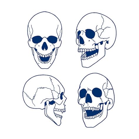 Premium Vector Skull Head Vector Human Bones