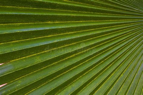 Texture Background Green Palm Leaf Stock Image Image Of Folded Flora