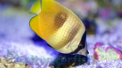 Blacklip Butterfly Size 2 25 3 5 Inches For Sale Chaetodon Kleini