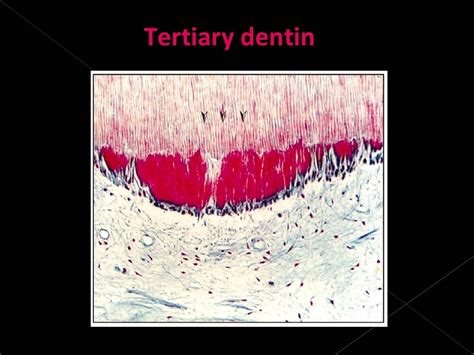 Histology Of Dentin