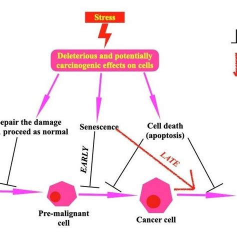 Senescence And Cancer Download Scientific Diagram