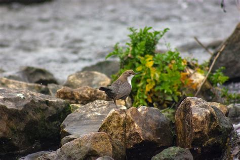 American Dipper Perched On A Boulder Rock · Free Stock Photo