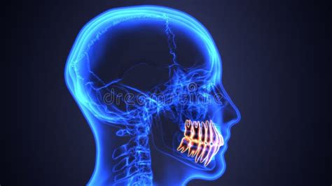 Skeleton And Teeth Anatomy Medical Accurate 3D Illustration Stock