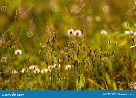 Fondo Natural Real Un Campo De Flores Silvestres Inundado De Luz