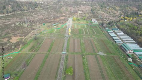 Indira Gandhi Memorial Tulip Garden Previously Model Floriculture