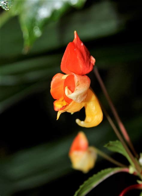 Impatiens Bicaudata 5 Neira Magic B Flickr