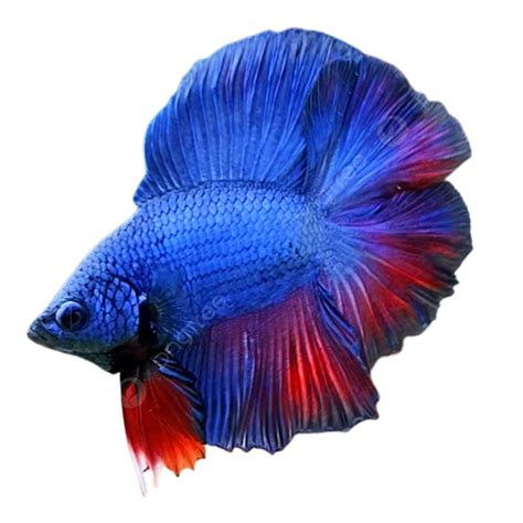 Betta Fish Cupang White Transparent Betta Fish Ikan Cupang Betta Fish