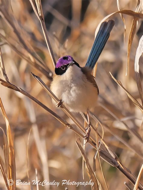 Purple Crowned Fairy Wren Malurus Coronatus HABITAT Man Flickr